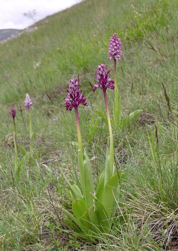 Orchis xhybrida (Orchis militaris x Orchis purpurea) altopiani abruzzesi - giugno 2018